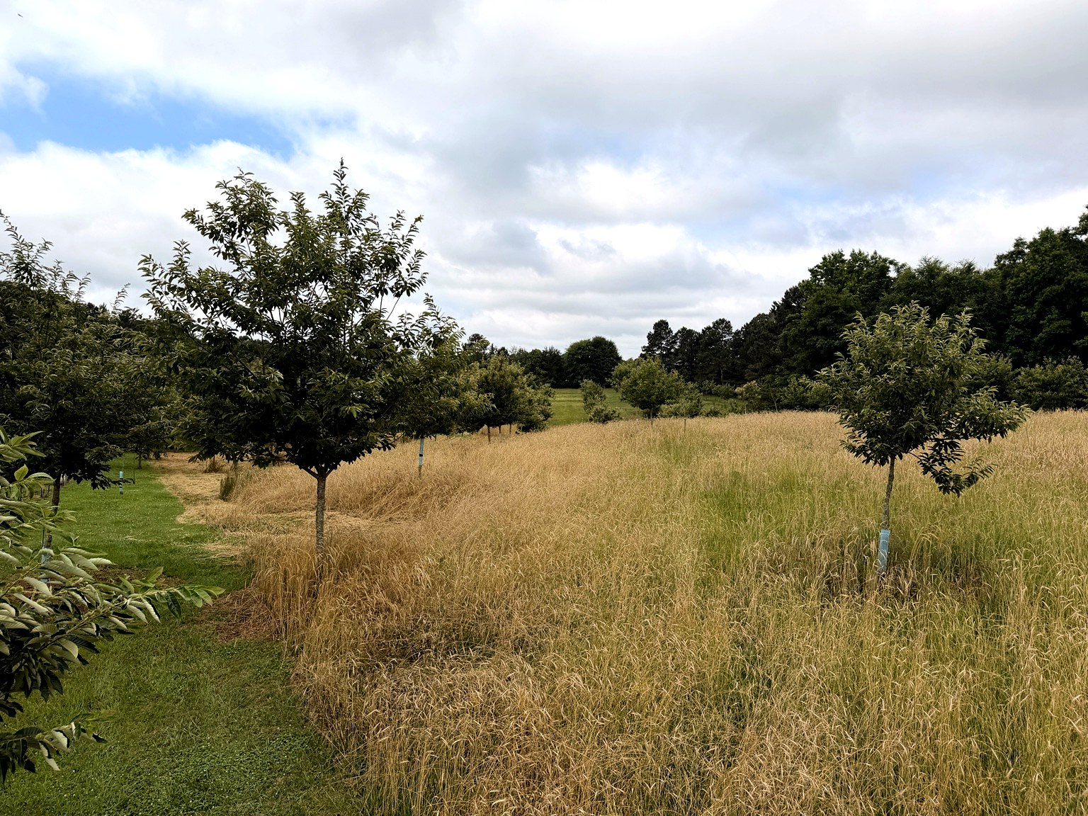 Green chestnut orchard